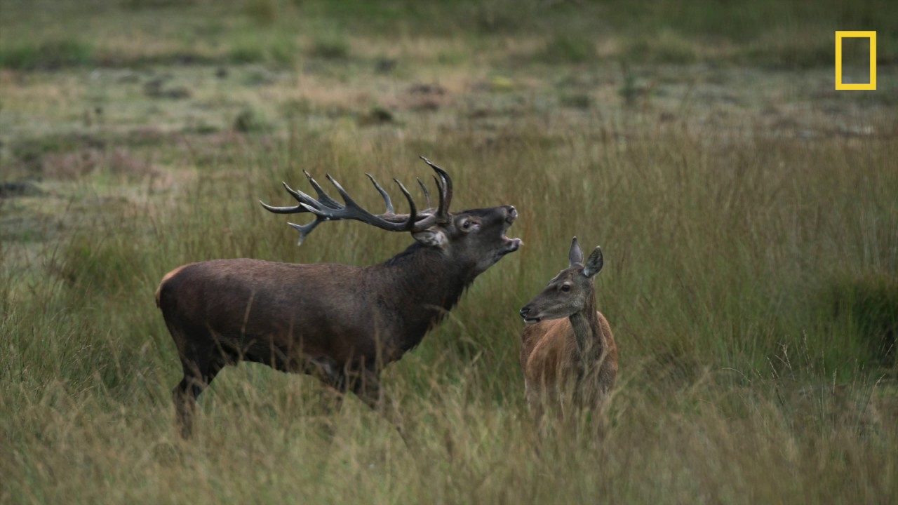 Nederlands oudste nationale park: Veluwezoom