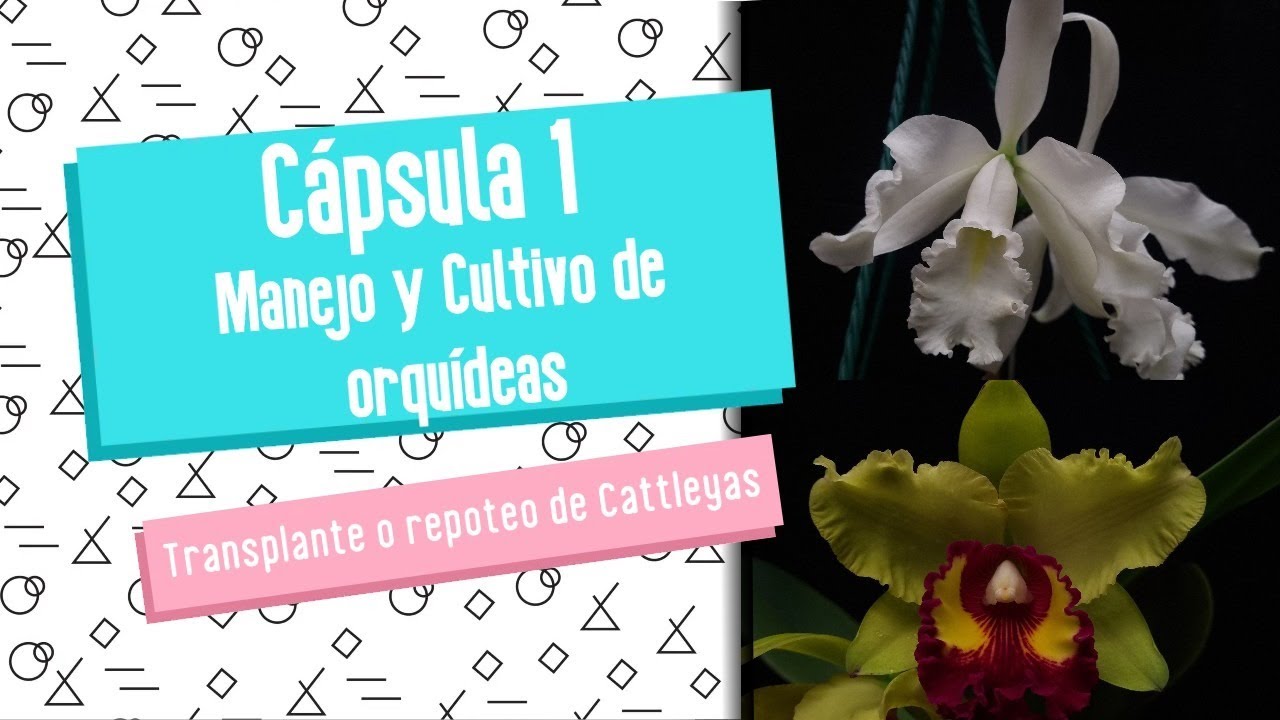 Capsula de aprendizaje 1: Repoteo o resiembra de cattleyas. #cattleya #cattleyaorchids #orquideas