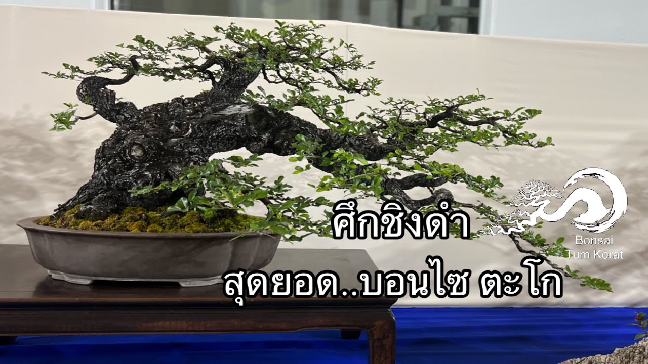ศึกชิงดำ สุดยอด..บอนไซตะโก