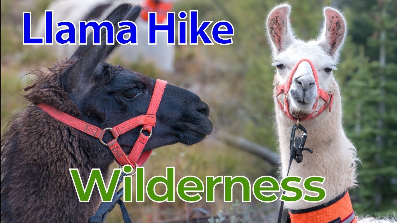 Pack Llama Training Hike in the Frank Church River of No Return Wilderness