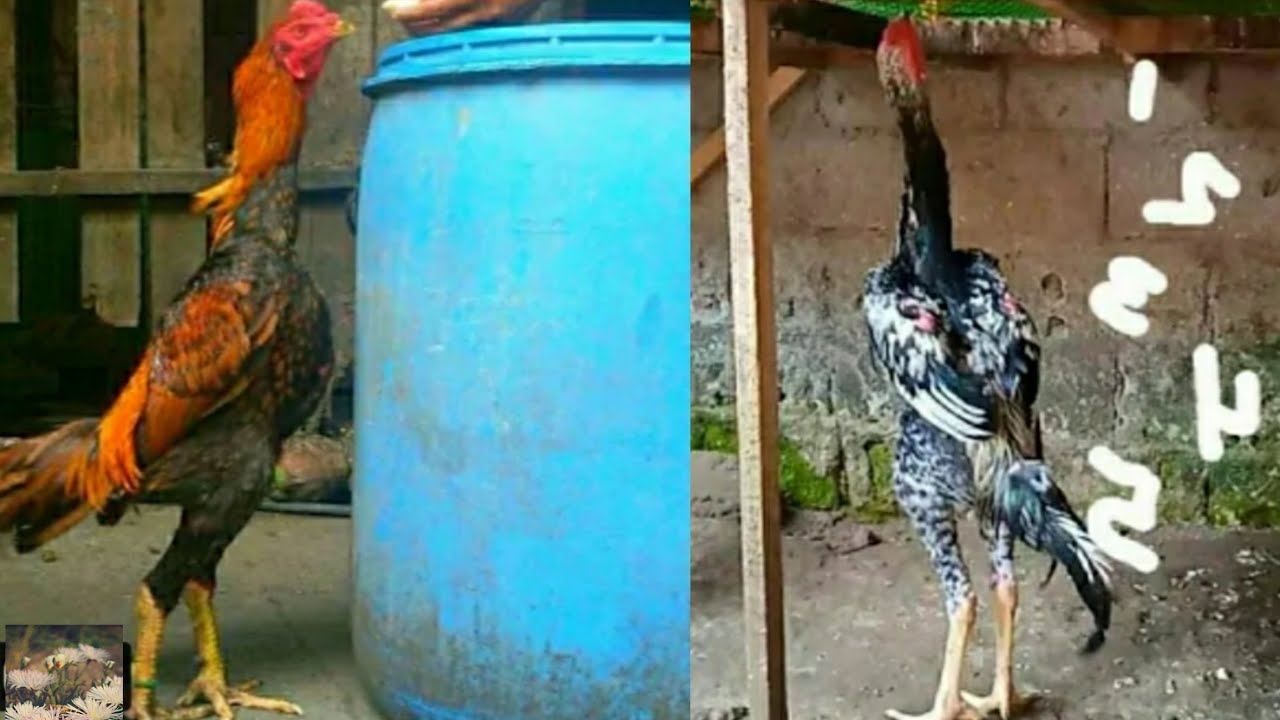 Top 10 of shamo chicken in Mindanao
