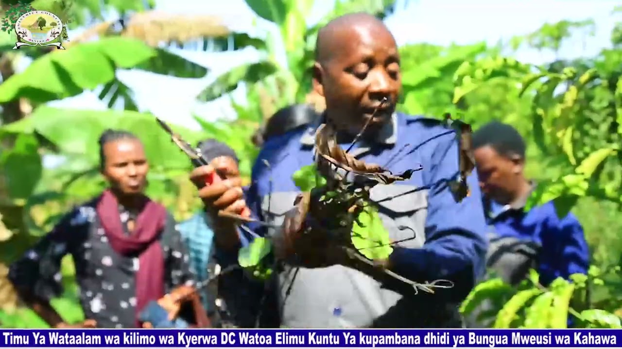 ELIMU YA KUDHIBITI BUNGUA MWEUSI WA KAHAWA