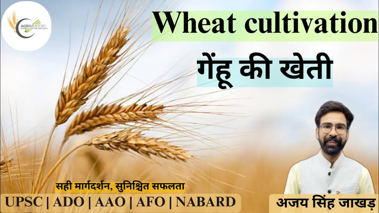 Wheat Cultivation | Botany | Species | Climate | Soil | Nutrient & Weed Management 