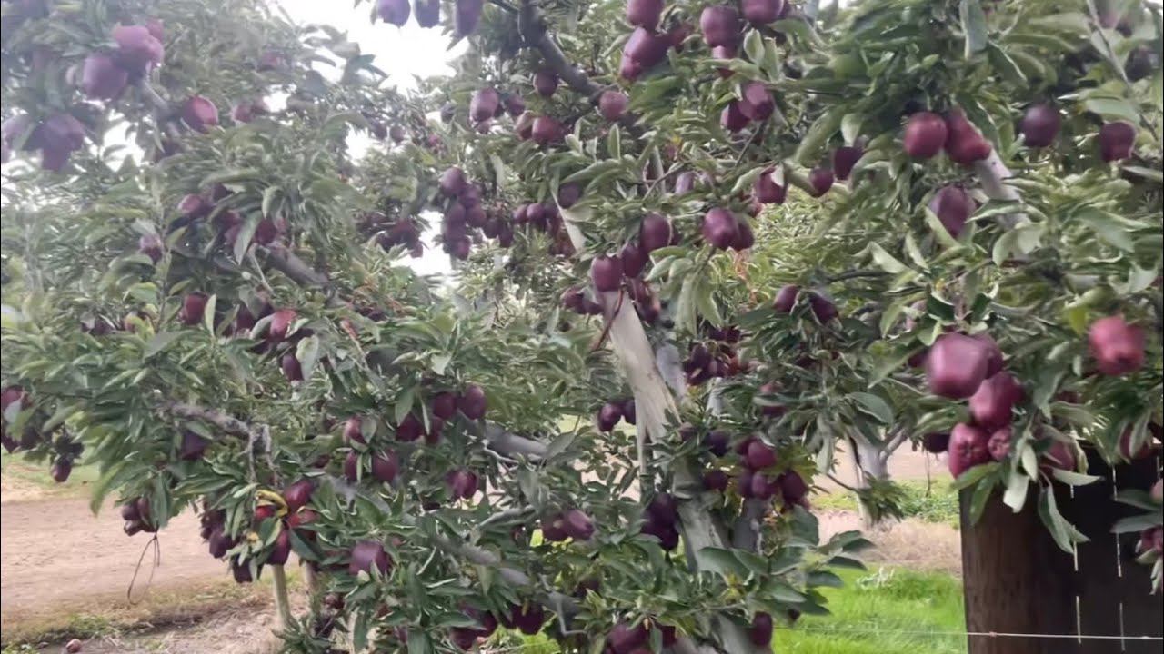 Red Apples 🍎