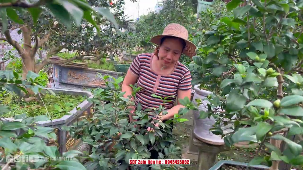 Trà My Hàng Biếu Và Chơi Tết Đẹp Hết Nấc   NV Phạm Tuyến