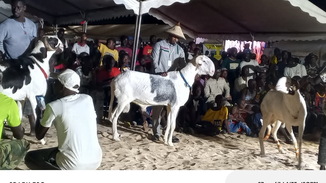 1 édition Foire exposition des animaux a Richard Toll