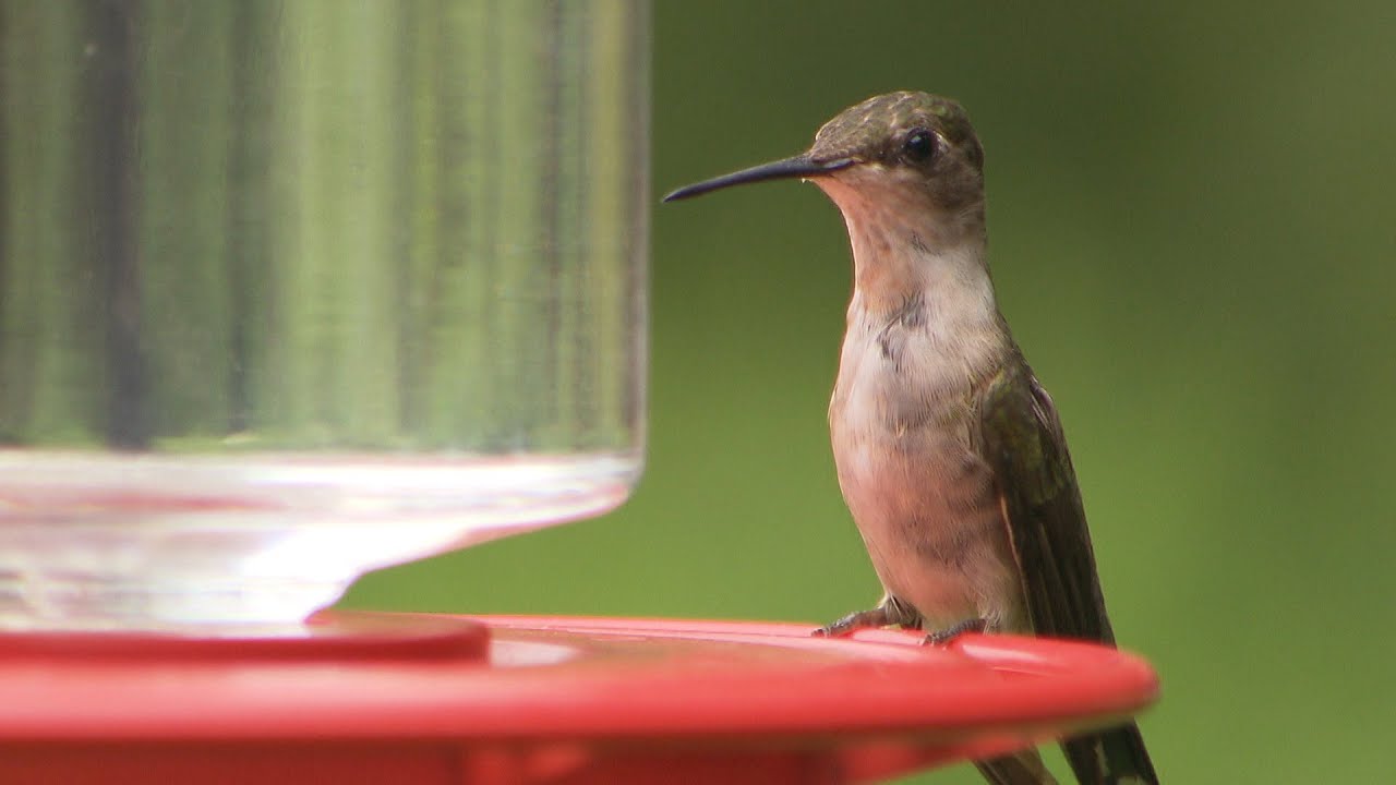 The Sounds of Hummingbirds