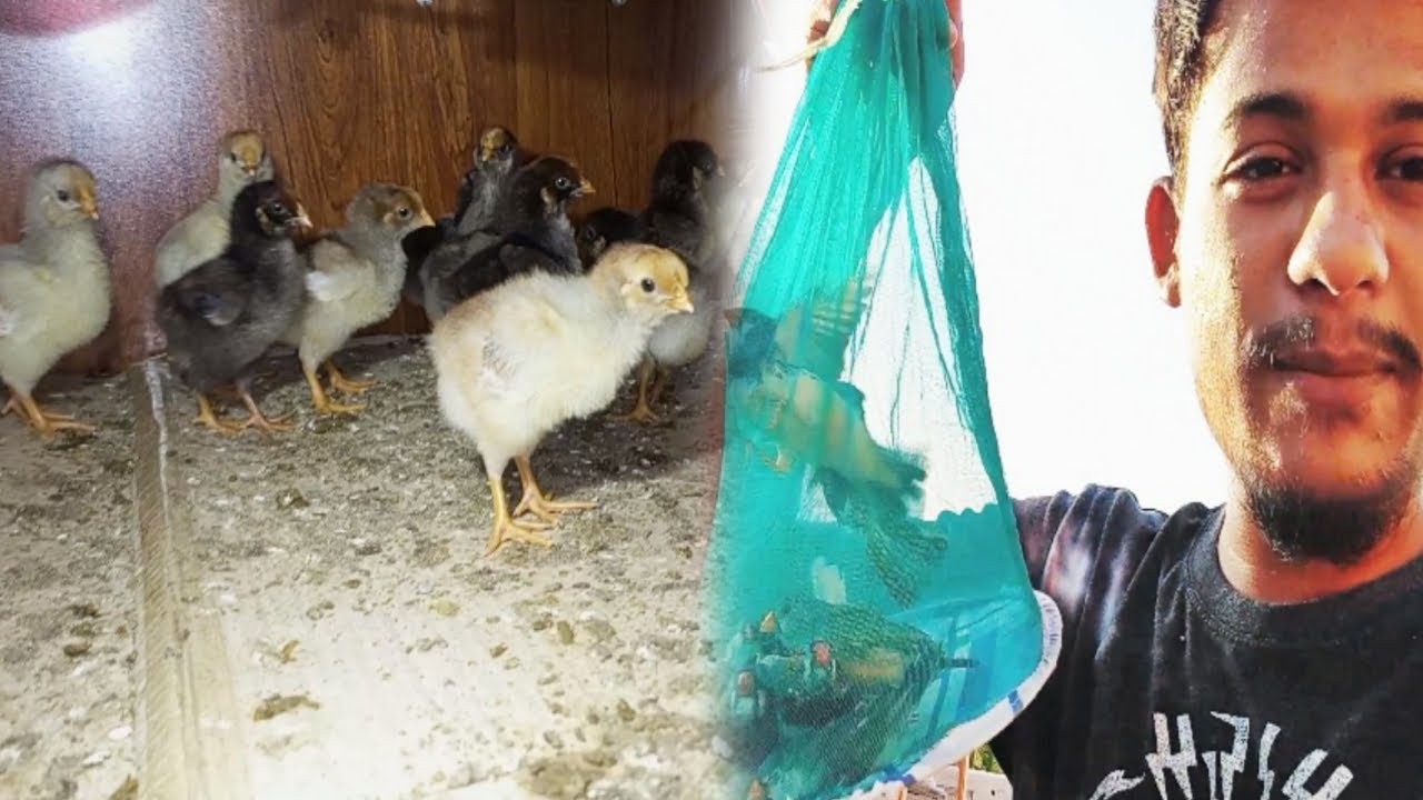 New mutation finches ko master cage mein shift kiya !! 😍 | Fancy chozay bruder mein shift kiye 🤗