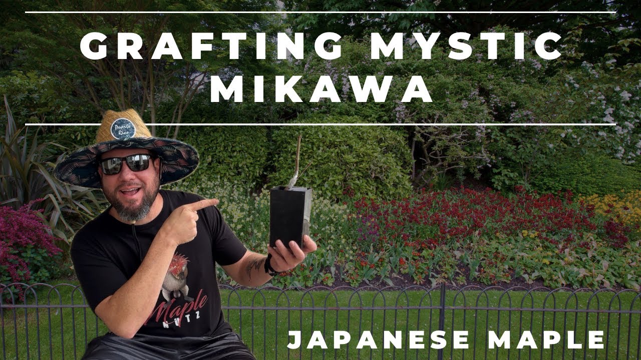 Прививка японского клена (Acer Palmatum Mystic Mikawa)