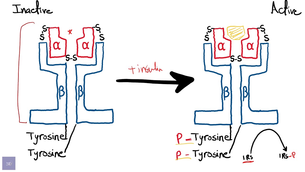 شرح Insulin formation, receptor and mechanism