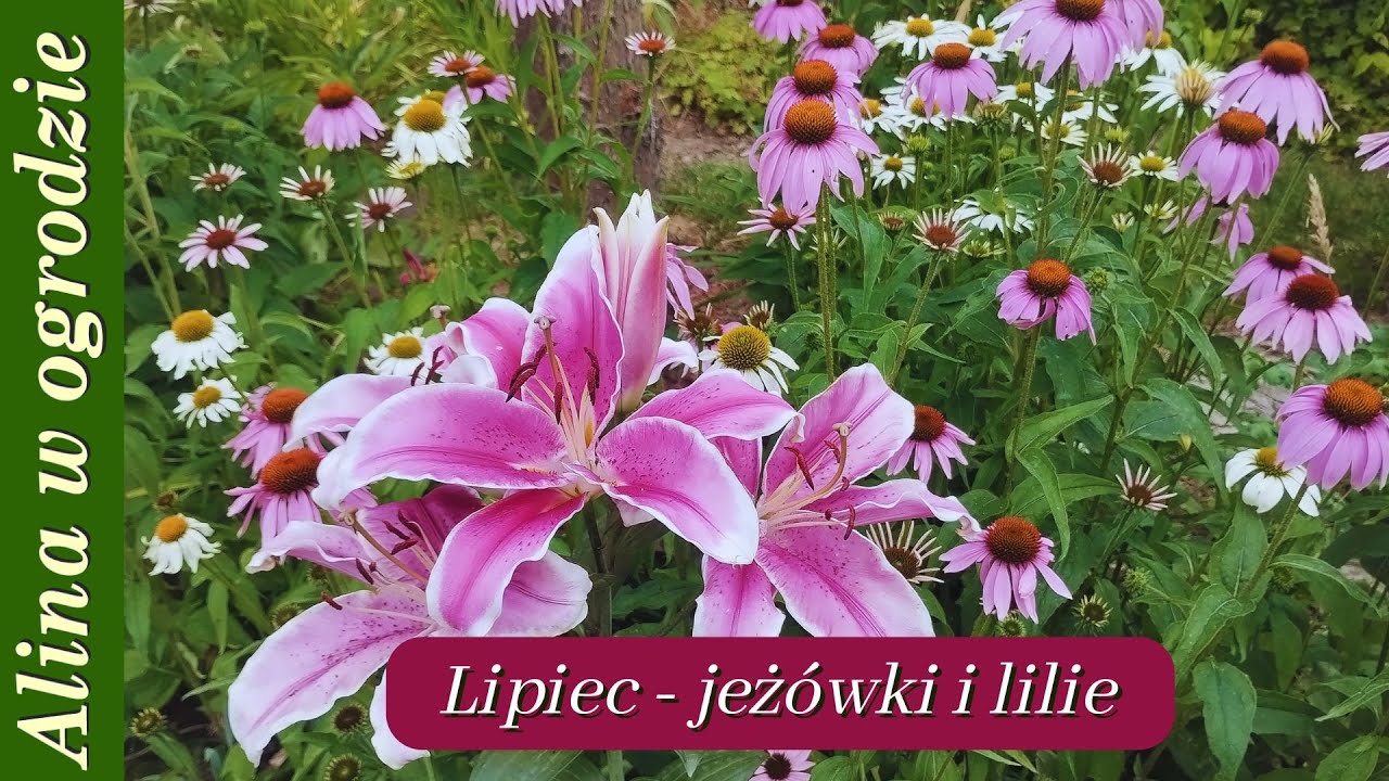 Jeżówki i lilie na początku lipca