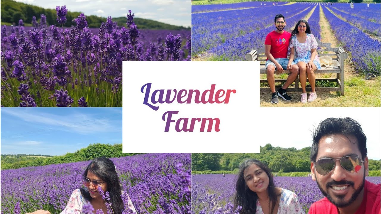 Lavender Farm - Castle Farm, Sevenoaks, Kent, UK