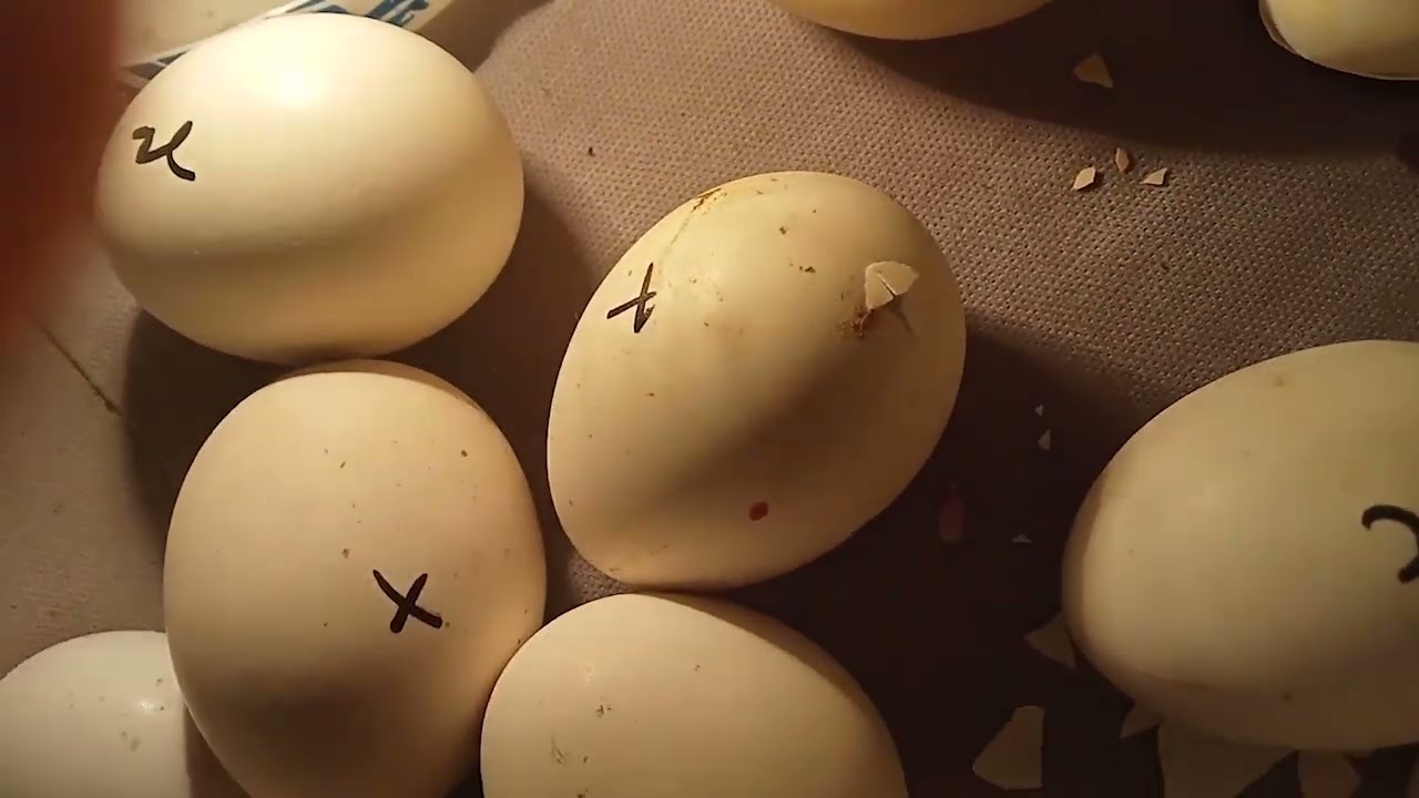 1st Bach chicken eggs hatching time