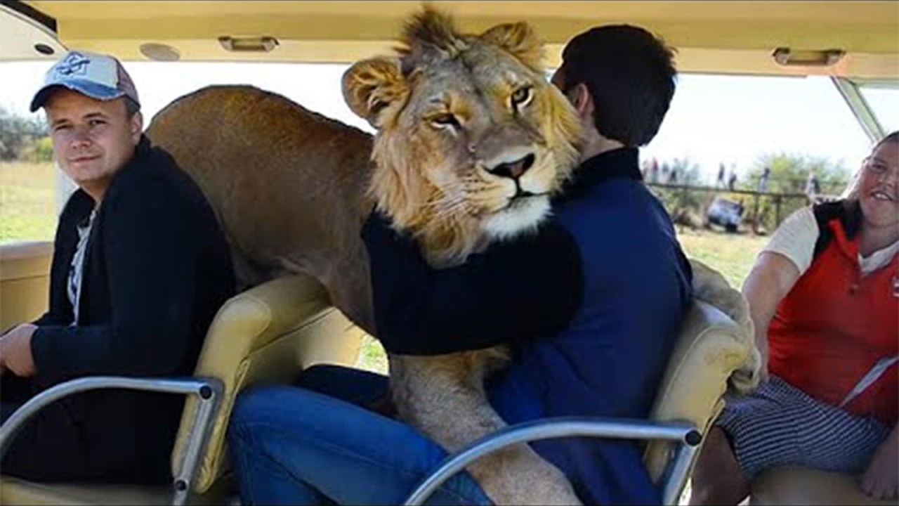 Wild Animals Are Surprising Visitors In The Most Special Ways