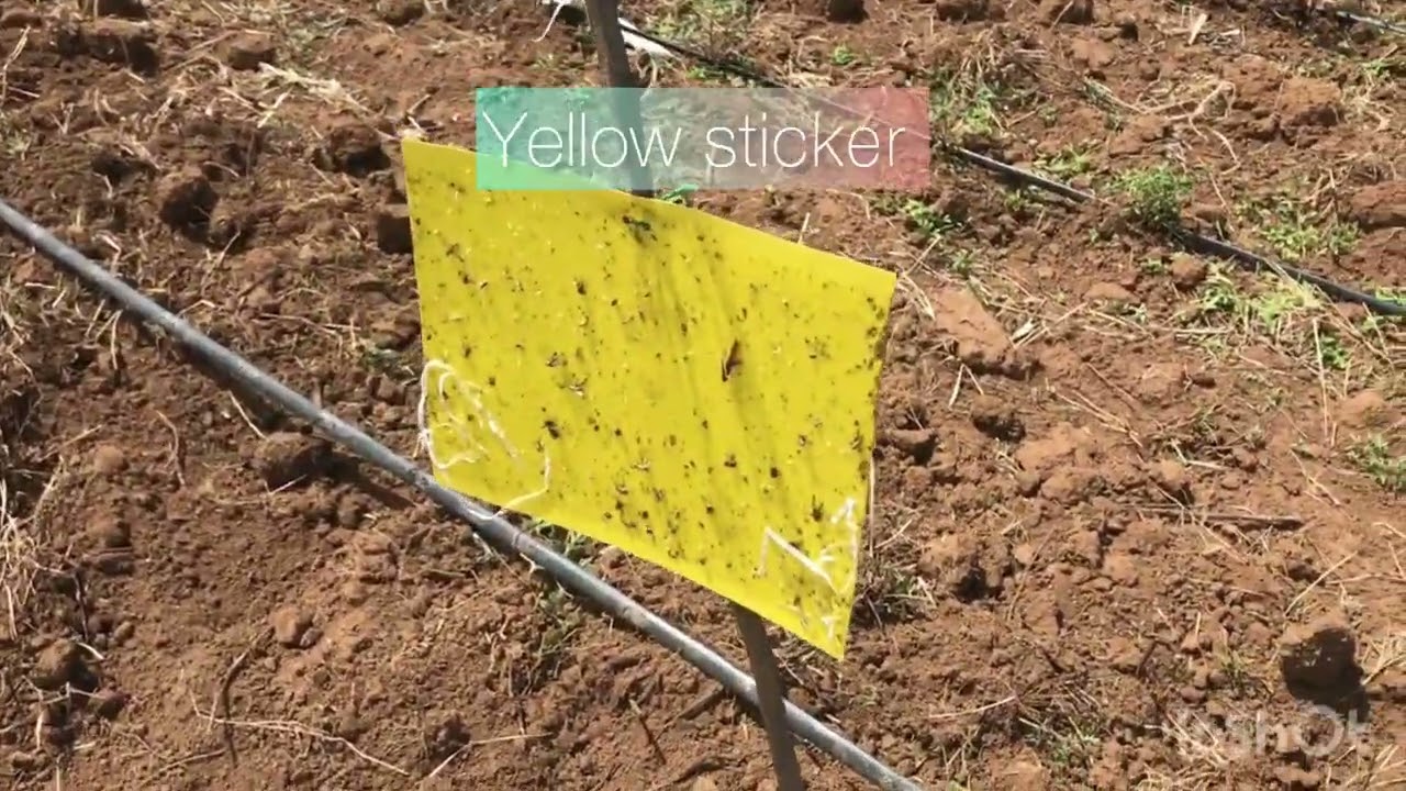 Ultimate Tuta Absoluta Trap Guide: Boost Tomato Yields and Stop the Invasion