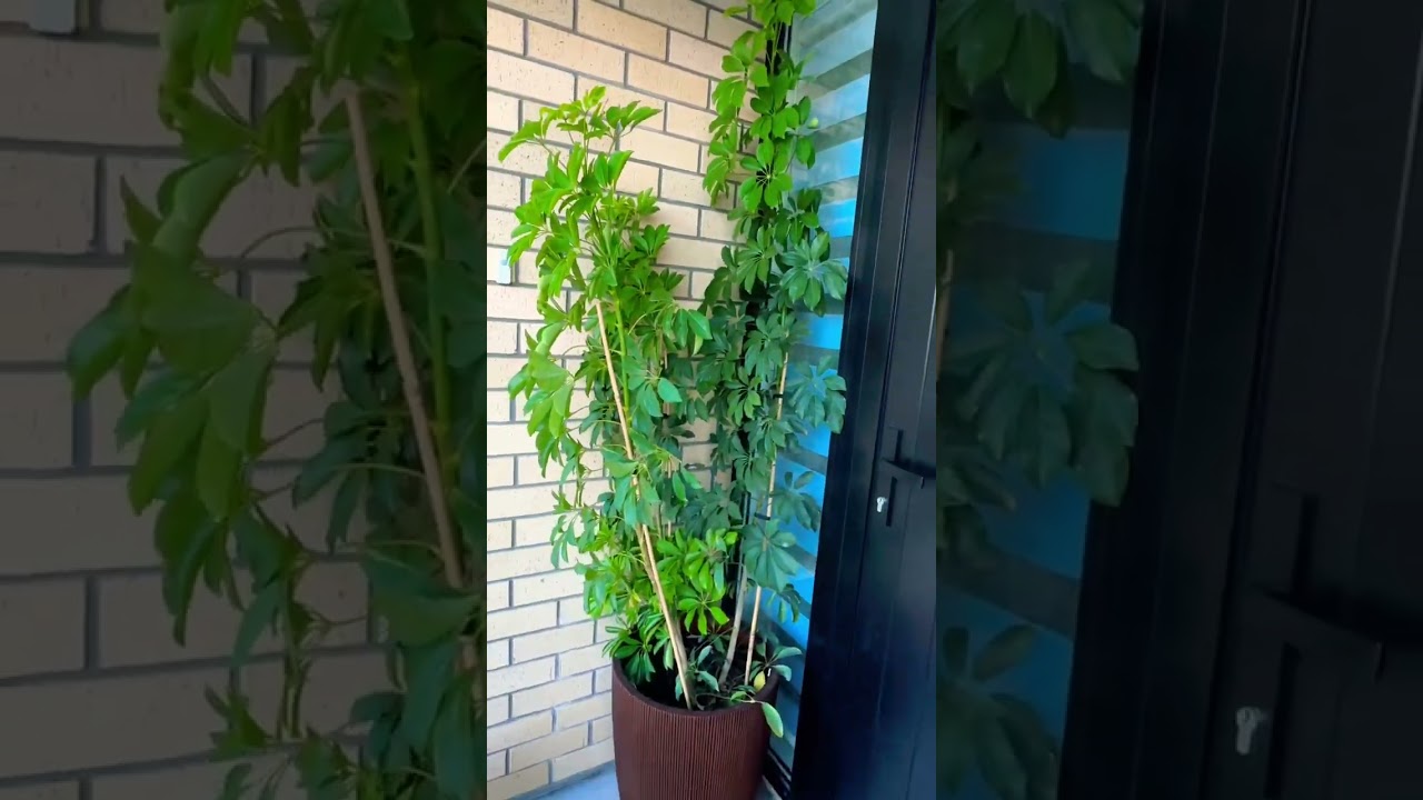 Cutting😢😢tall Schefflera 