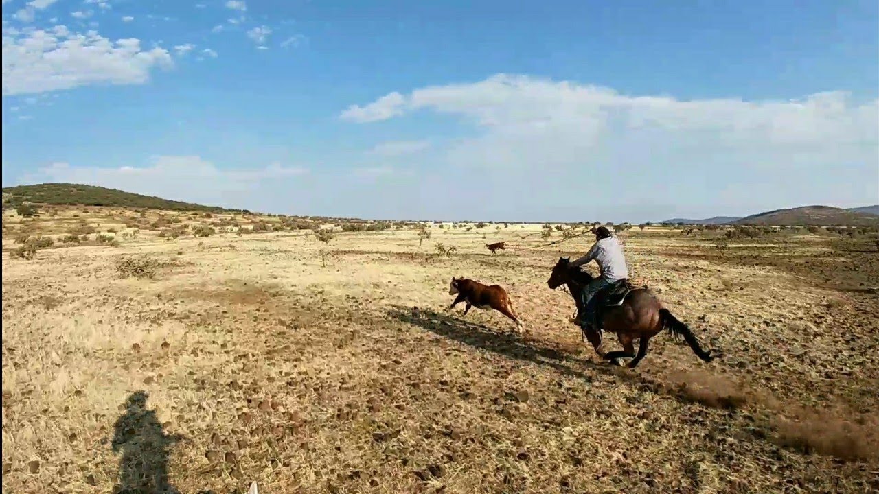 Cactus, Rattlesnake, and a Steer