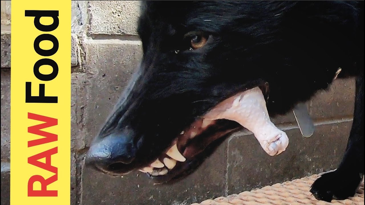 How I Deal with Growling at Me Over RAW Food - Pack Feeding