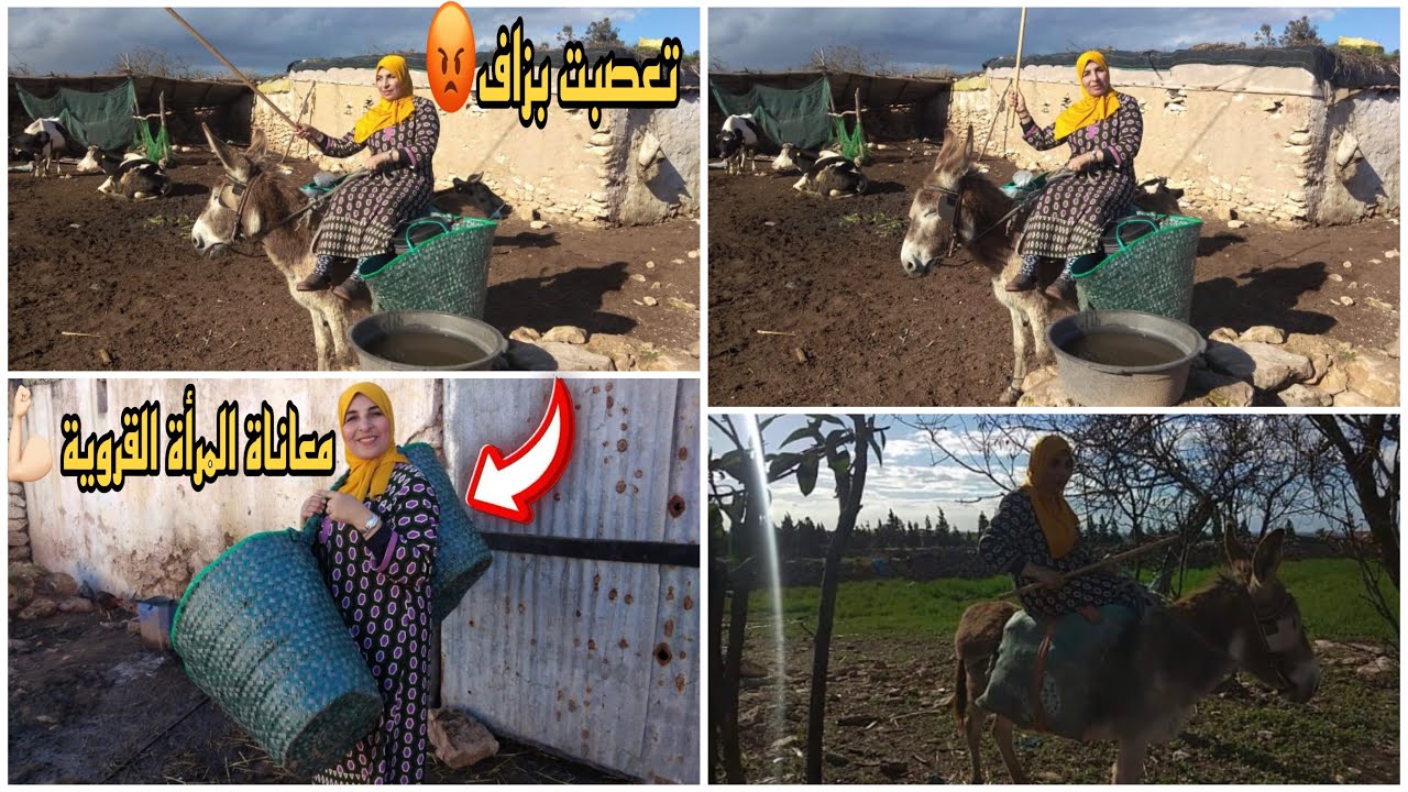 ركبت على الحمار و ساعدني في علف الأبقار 🐂😍/ و لكن تعصبت في الأخير 😡
