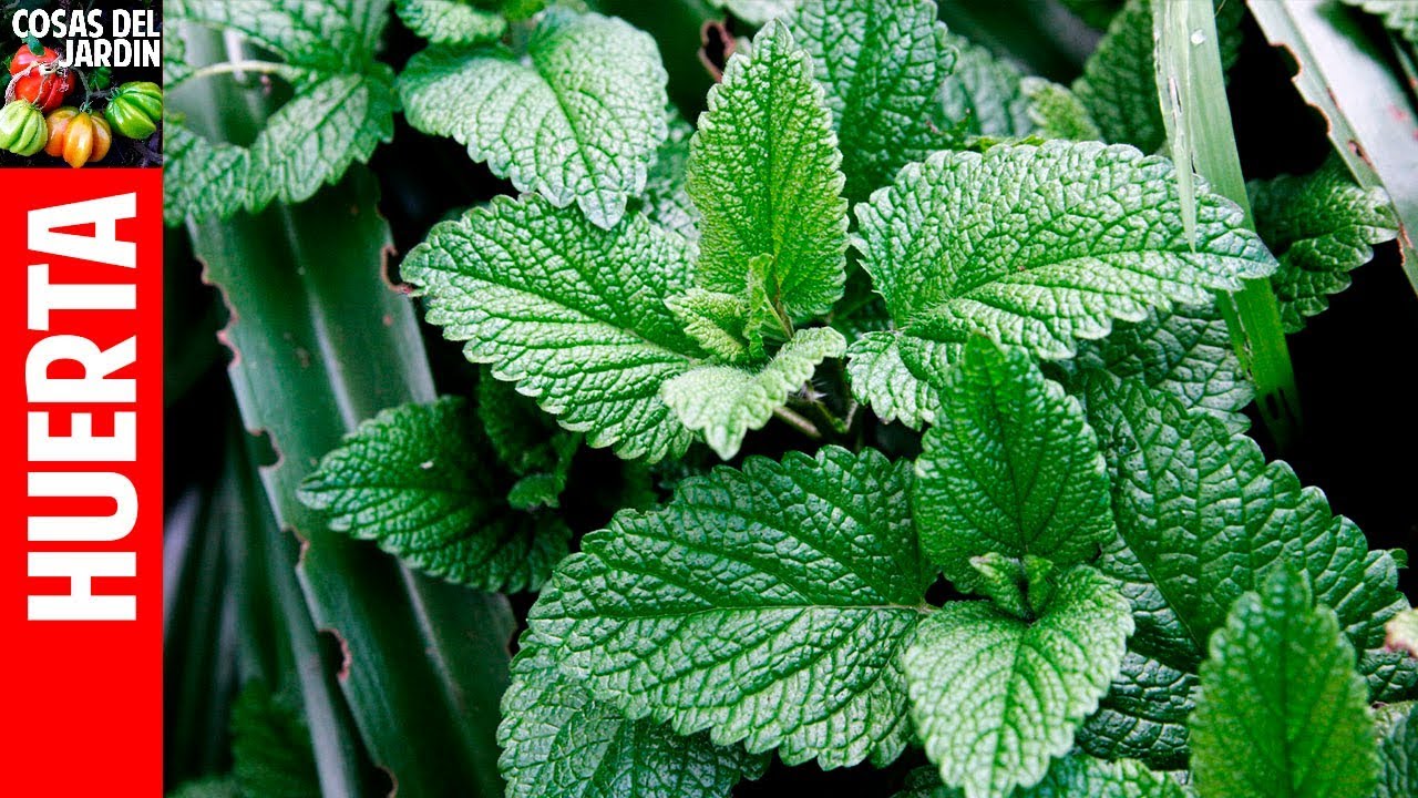 Como reproducir menta y hierbabuena - Solo necesitás Agua!!!