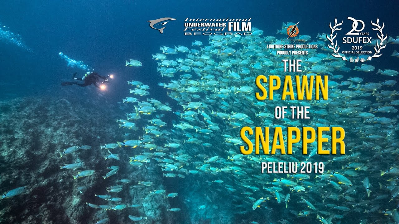 Spawn of the Snapper.  20,000  Sailfin Snapper (Symphorichthys spilurus) spawning aggregation.