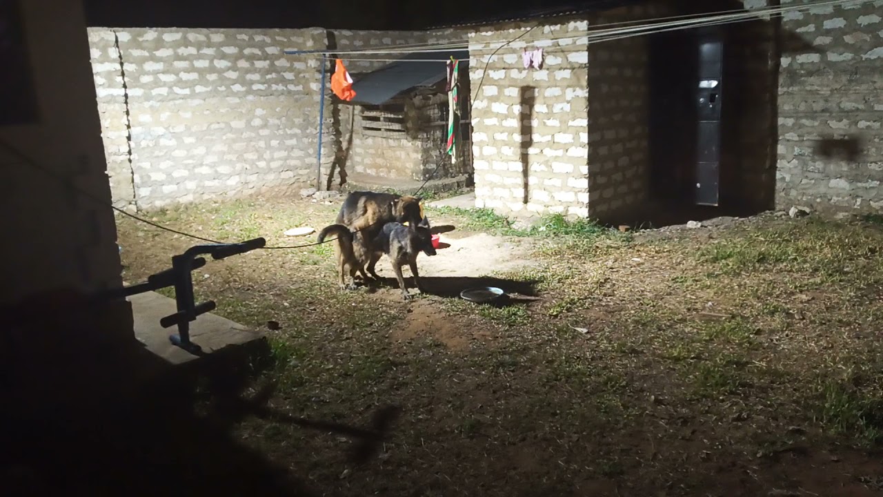 German Shepherd dogs mating