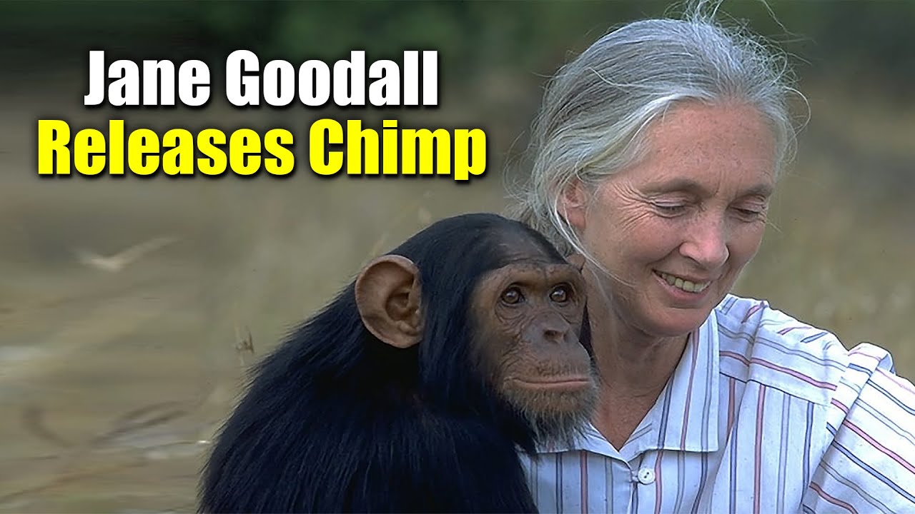Jane Goodall Releases Wounda the Chimpanzee | Emotional Reunion
