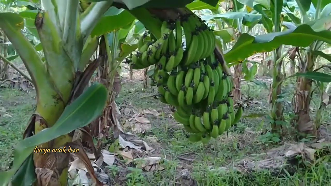 jenis jenis pisang dengan waktu panen yang cepat