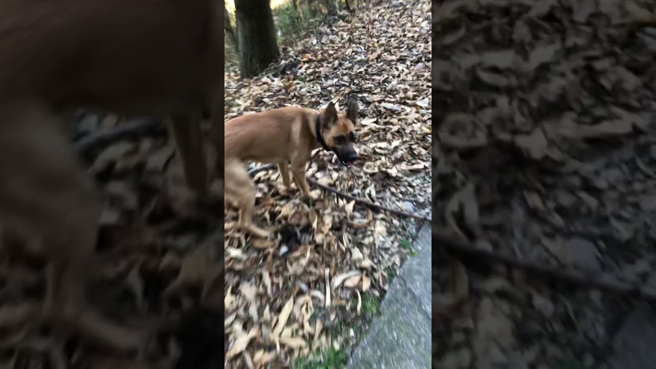 Passeggiando nel bosco e creando la colonna sonora a quello che il tuo cane