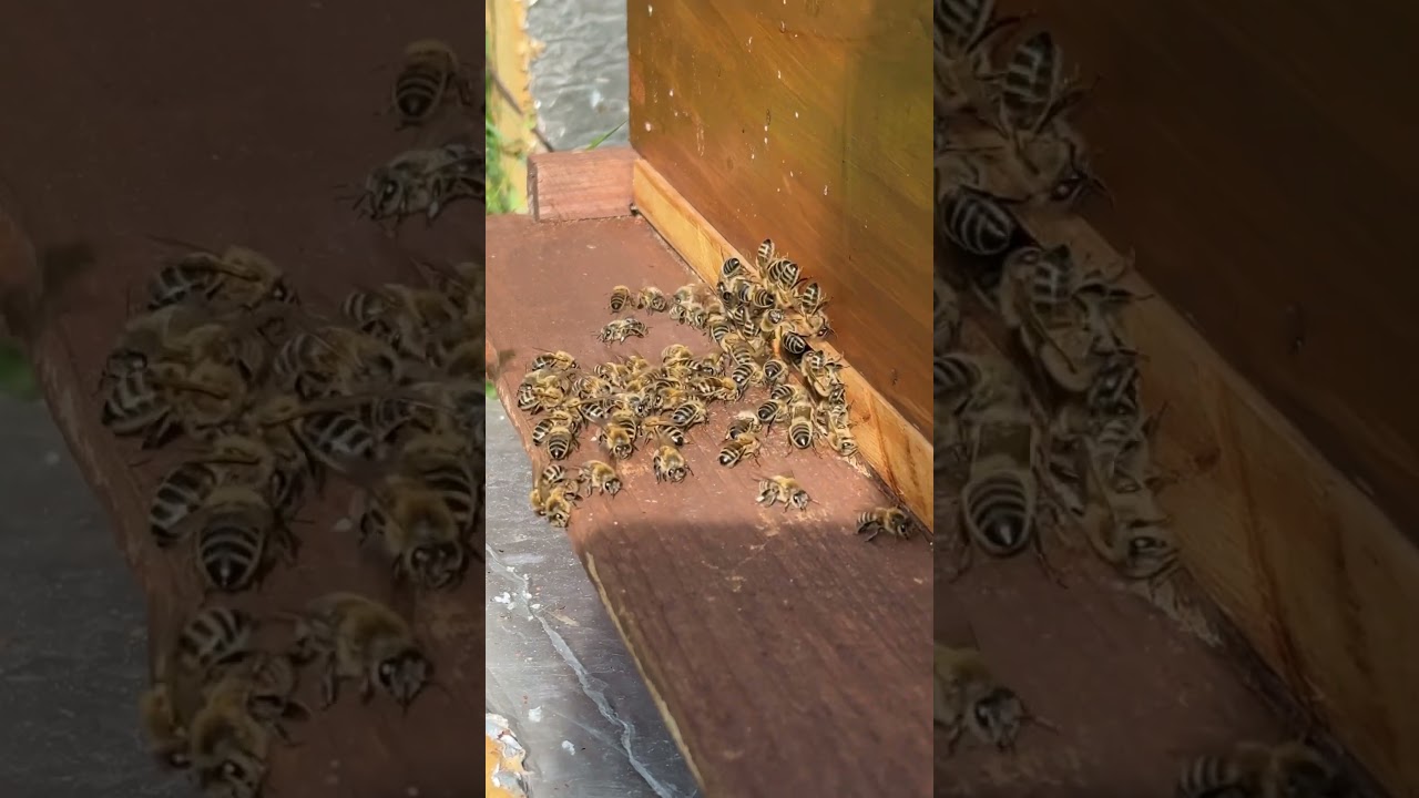 #backyardbeekeeping