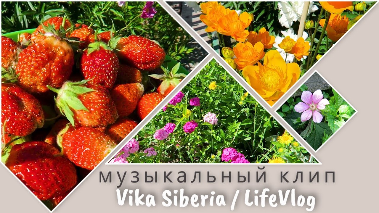 Клип 1: Приятная музыка на канале Vika Siberia / LifeVlog