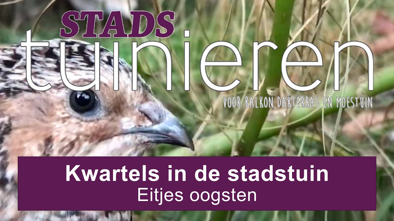 Stadstuinieren - Kwartels in de stadstuin #moestuin