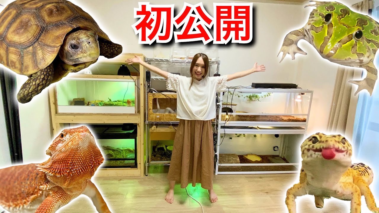 新居で飼ってる生き物達２０匹以上を全て紹介します！