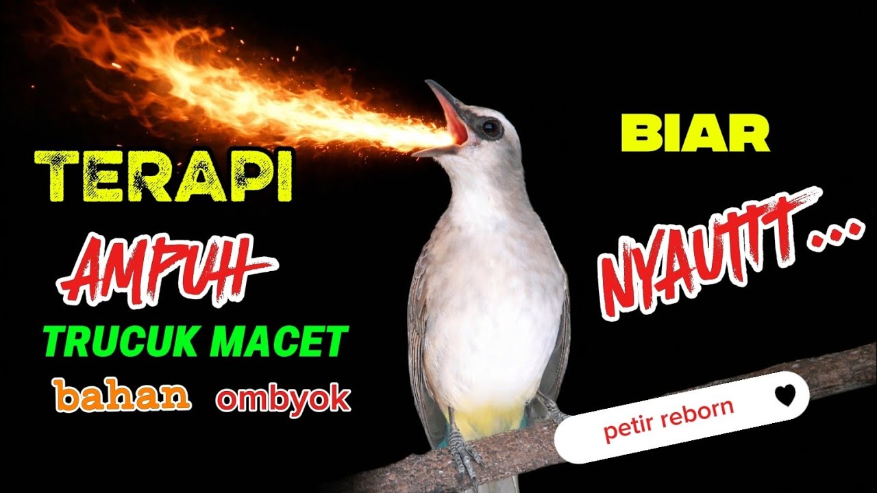 KICAUAN TRUCUK AMPUH BUAT TRUCUK MACET bunyi Ombyok Bahan SEKETIKA NYAUTTT