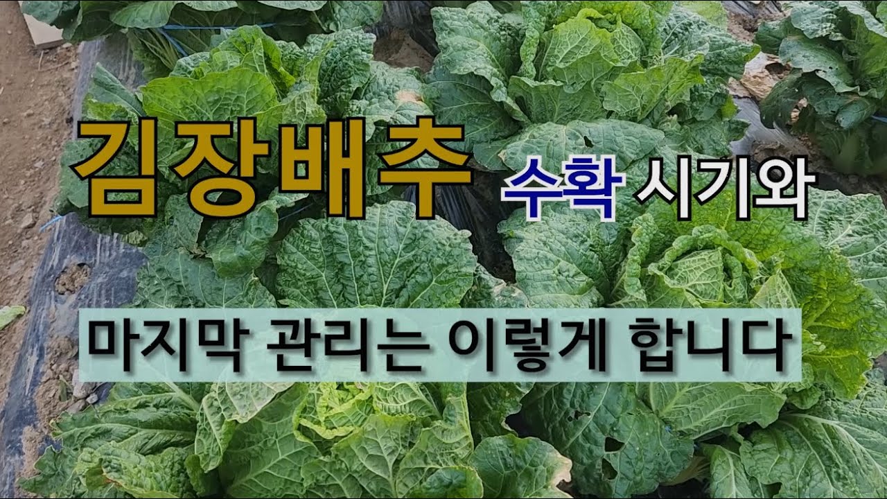 김장배추 수확 시기와 마지막 관리는 이렇게 합니다. #김장배추 마지막 관리.