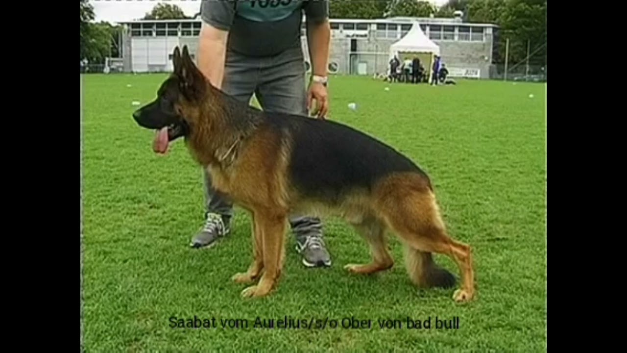 ober von bad boll,Saabat von Aurelius,Zorro vom lamirage,Mars Von Aurelius,Vigor s tucker, Ricky