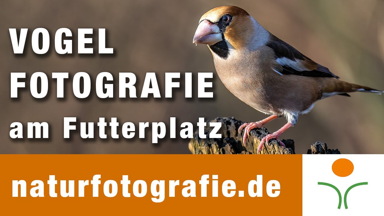 Vogelfotografie am Futterplatz im Februar