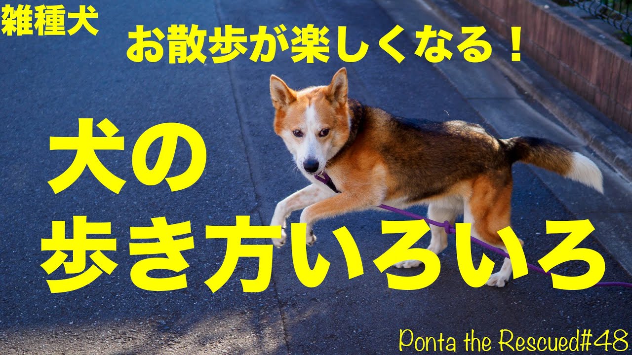 【雑種犬】お散歩が楽しくなる！犬の歩き方いろいろ【Ponta the Rescued #48】元保護犬ぽんた