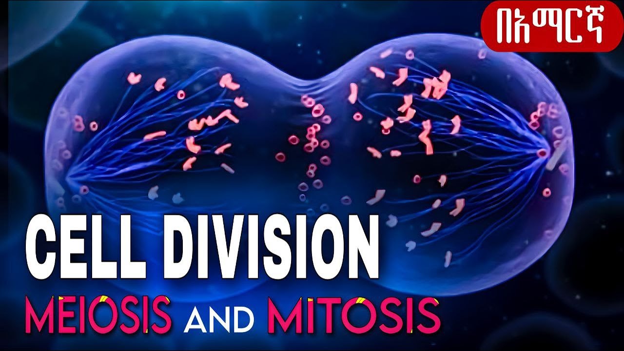 CELL DIVISION | Meiosis And Mitosis Amharic| በአማርኛ