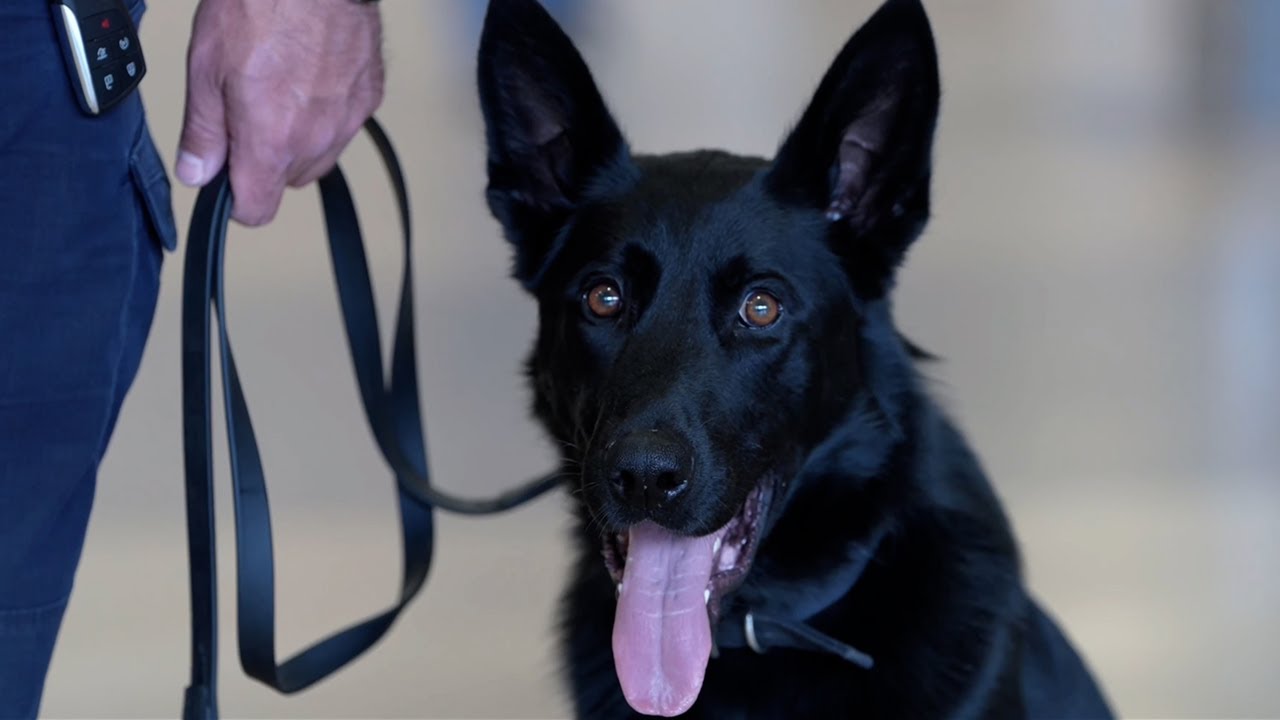 We Are NJTPD - Part 5: K9 Unit and Investigations Bureau