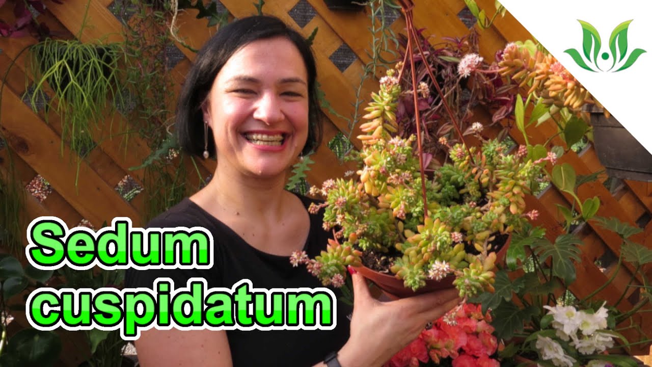 Maravilhosa SUCULENTA! Conheça o Sedum cuspidatum