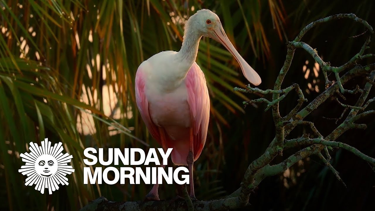 Nature: Roseate spoonbills in Florida's wetlands