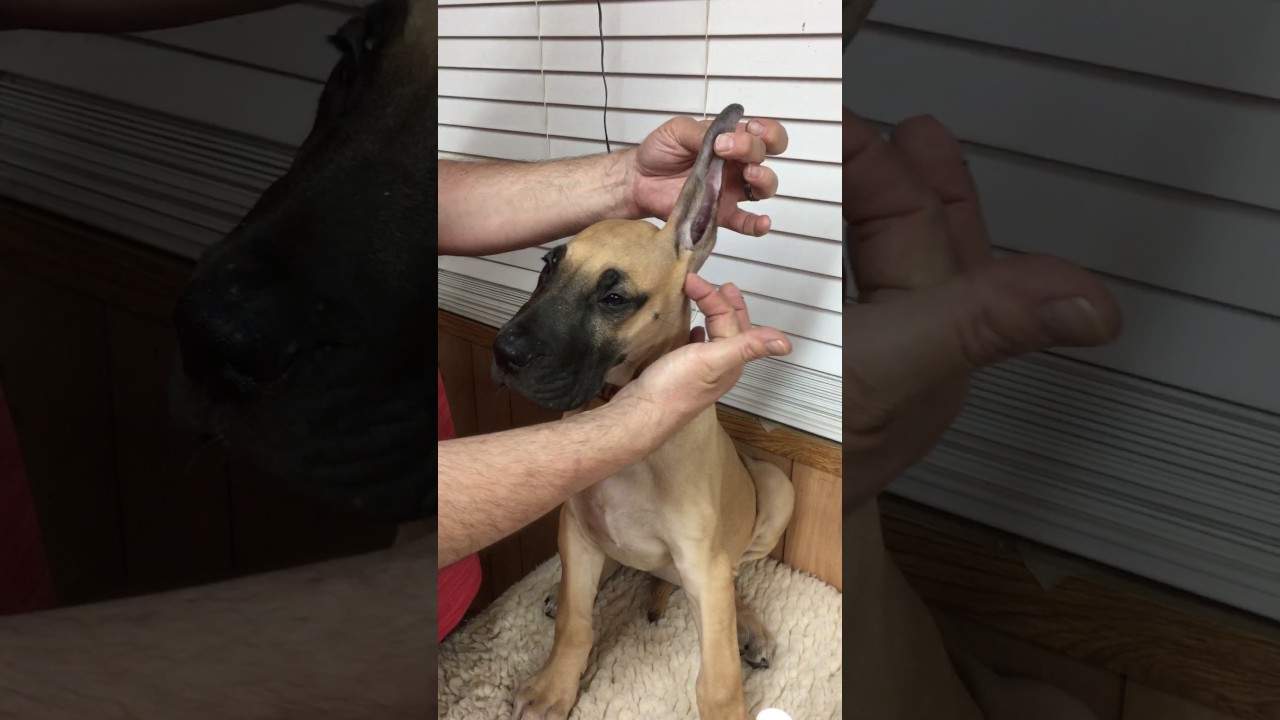 Summit View Great Dane Ear Taping