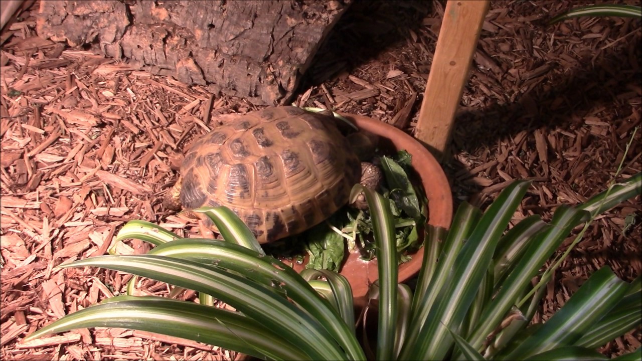 Do you Need to Hibernate Tortoises?