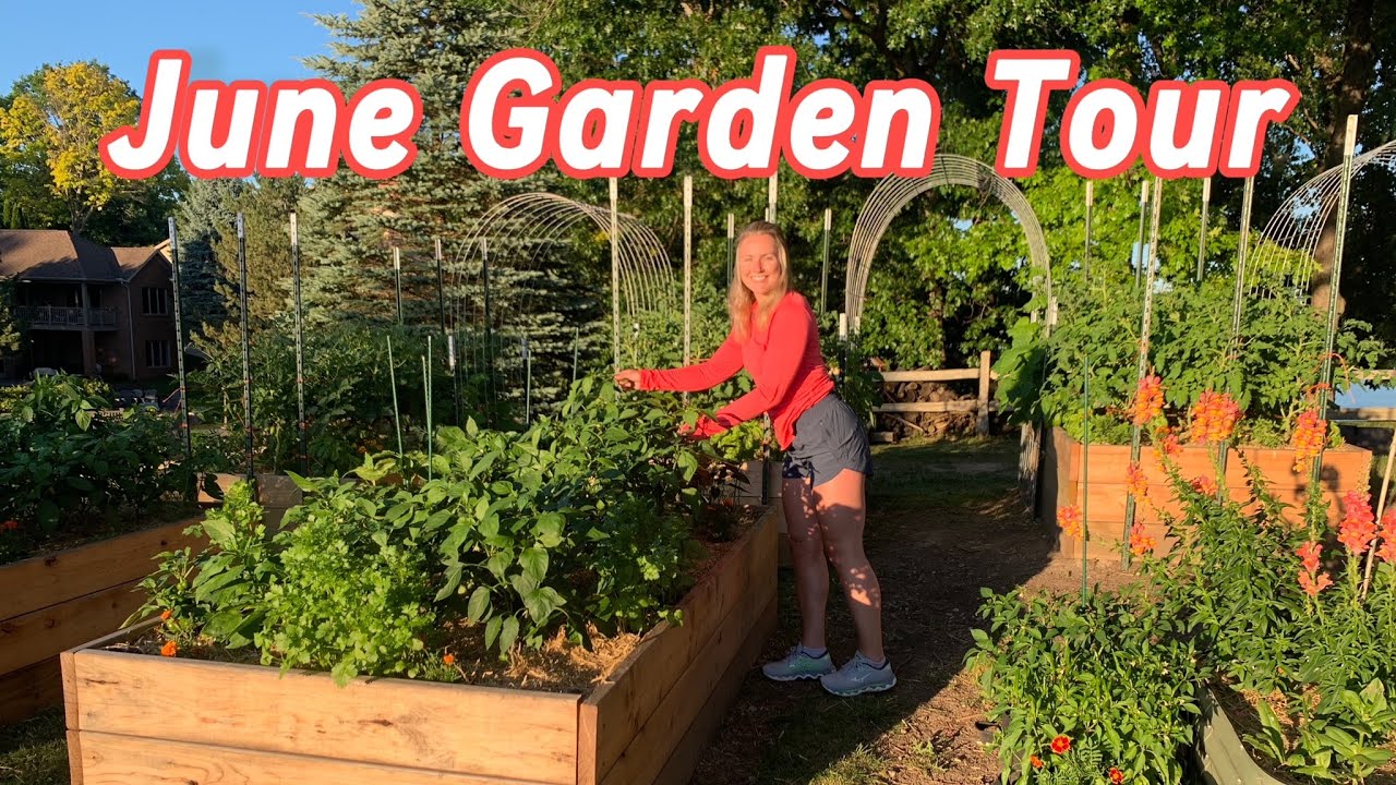 My Full Vegetable Garden Tour - June 2024 - Michigan Zone 6a