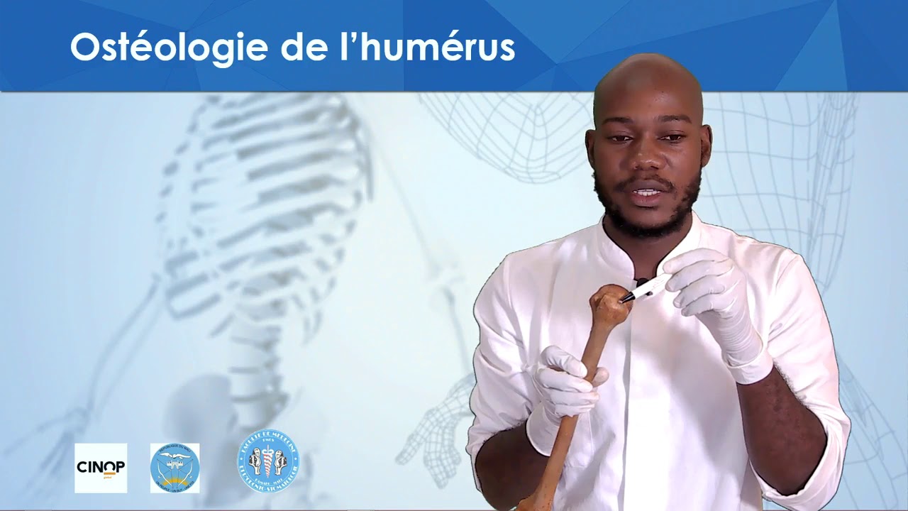 L'humérus expliqué avec un os humain