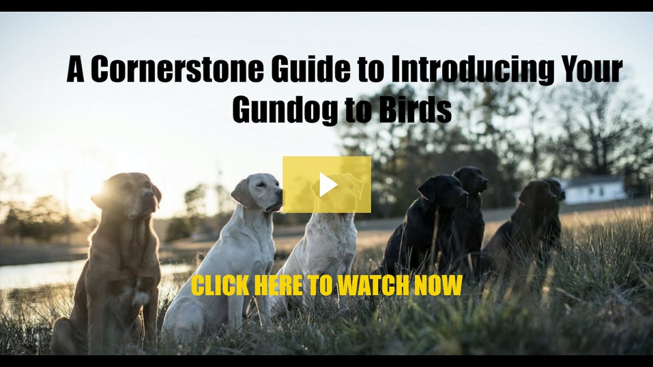 A Cornerstone Guide to Introducing Your Gundog to Birds