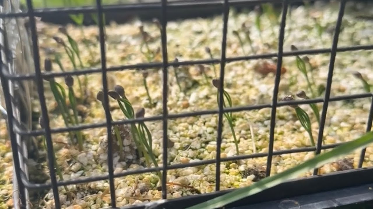 Growing bonsai for free (Japanese black pine edition)