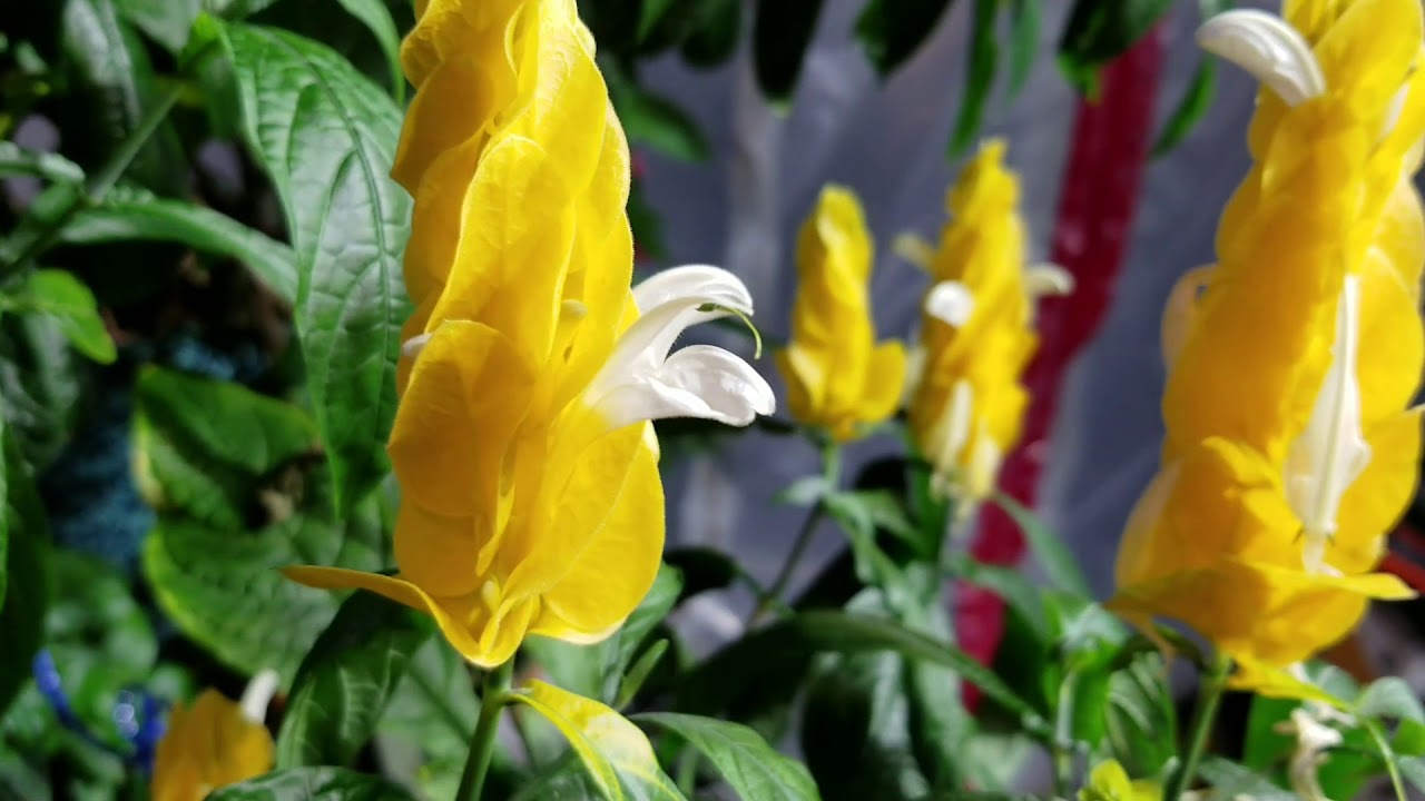 Легкое и непрерывное цветение! Растение-леденец! Pachystachys Lutea