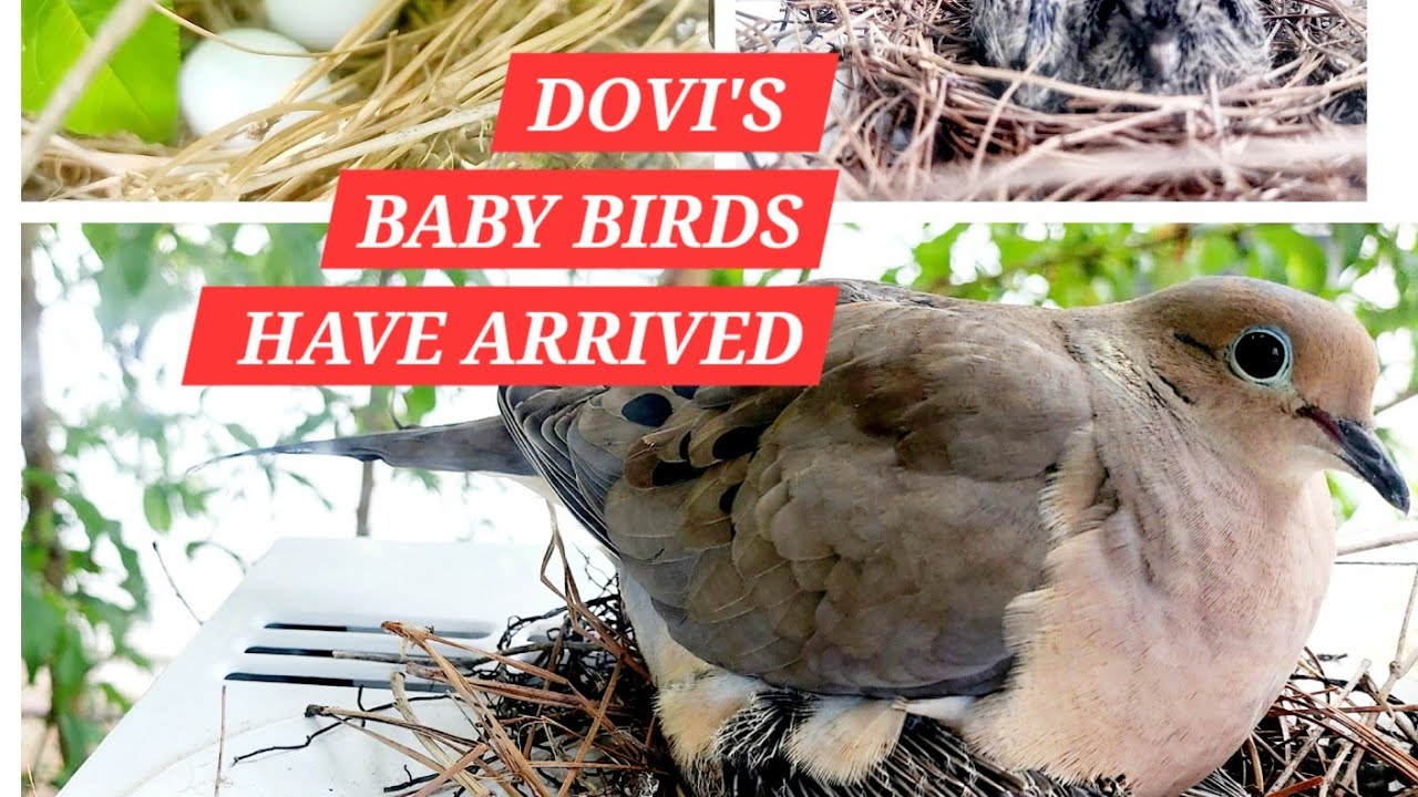 HOSTING NESTING BIRD IN YOUR HOME(PART 2) BABY BIRDS HAVE ARRIVED.